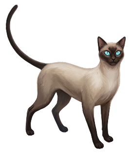 THE CATS